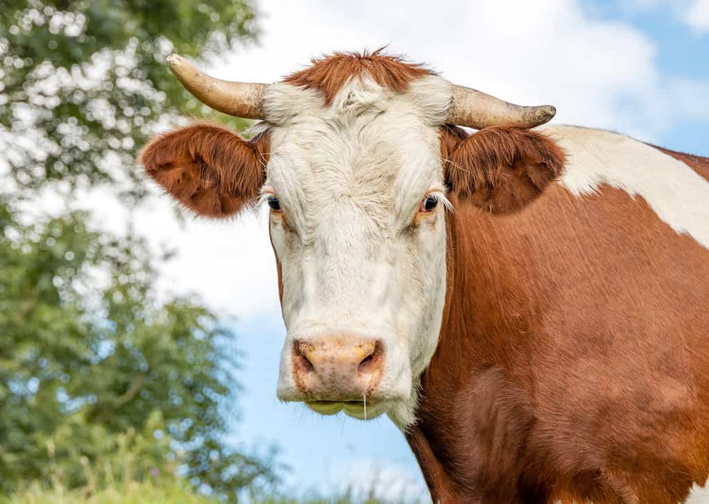 Portrait de vache.  Gros plan d'une vache montbéliarde à cornes timide avec des feuilles d'arbres en arrière-plan.