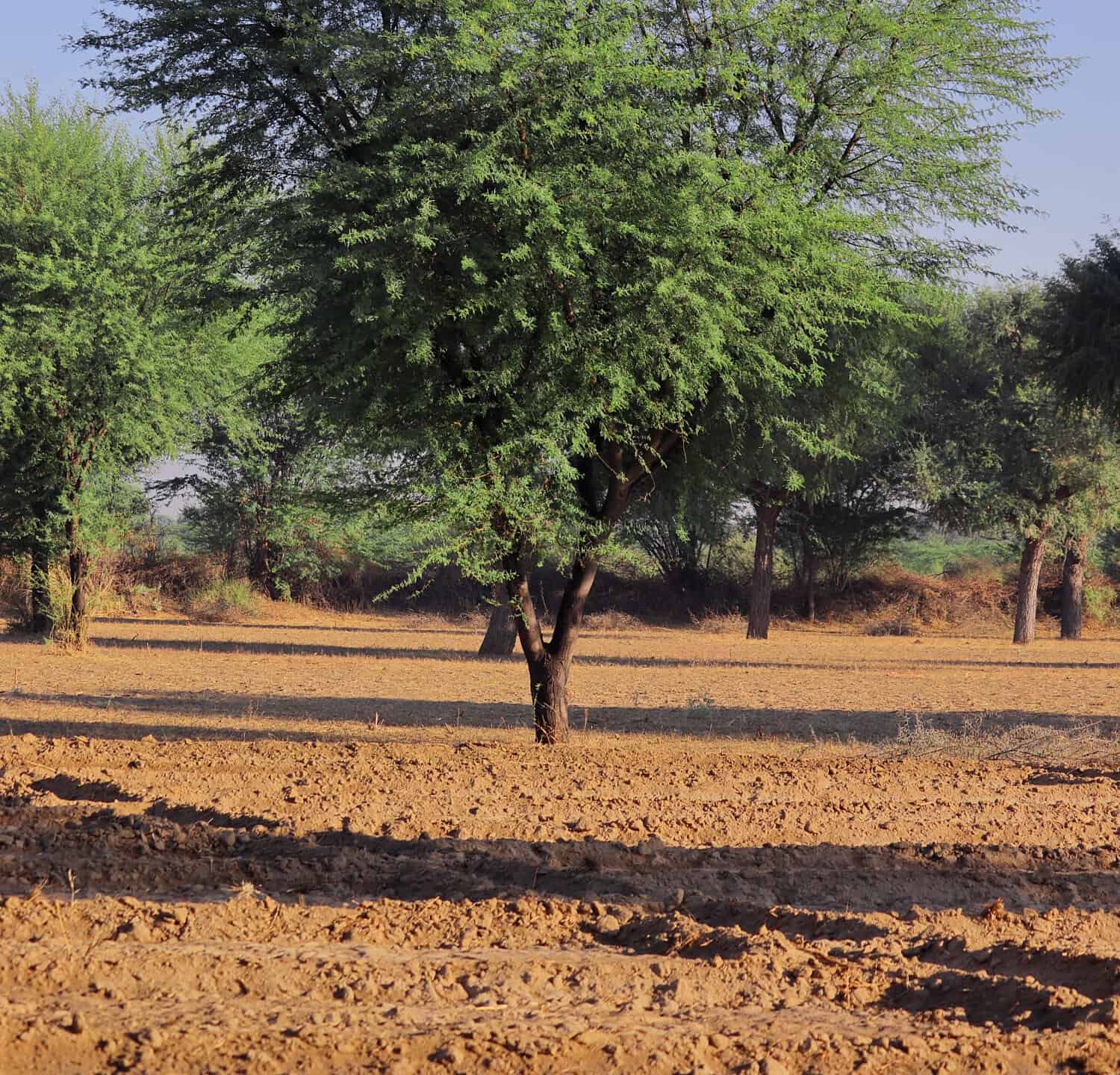 Vachellia nilotica (commonly known as gum arabic tree, babul, thorn mimosa, Egyptian acacia or thorny acacia