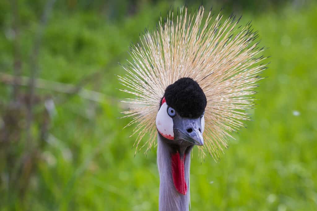 close up of an east african crowned crane with beautiful colors and spring green grass in the background