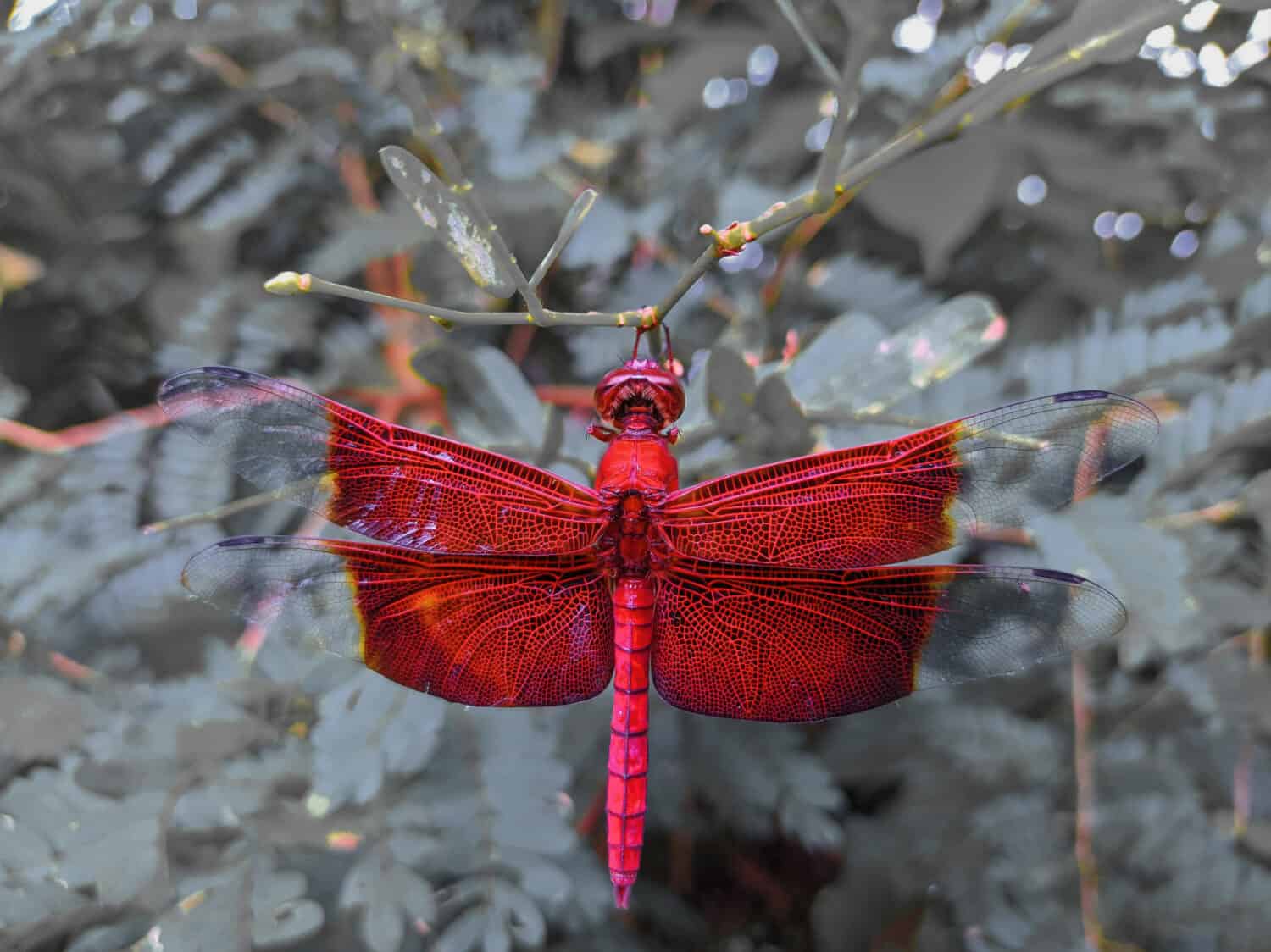 a red dragonfly perching on a tree branch