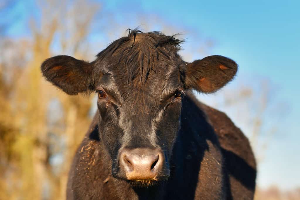 Head of black German Angus cattle cow