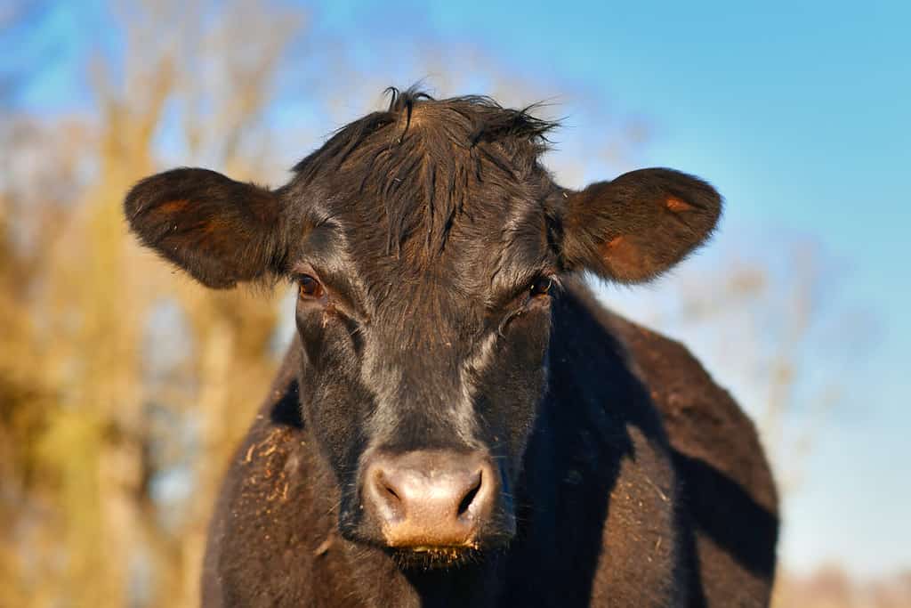 Tête de vache Black German Angus Cattle