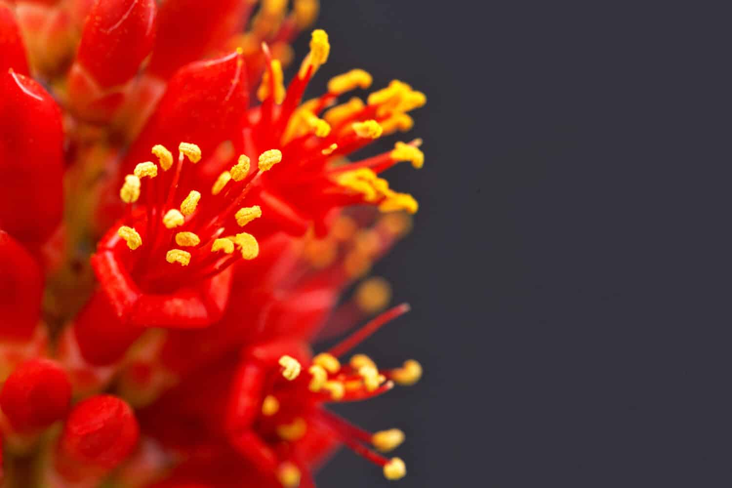 Dramatic focus on stamens of tube shaped red flowers of ocotillo, nicknamed candlewood, desert coral, or coachwhip, indigenous to American Southwest