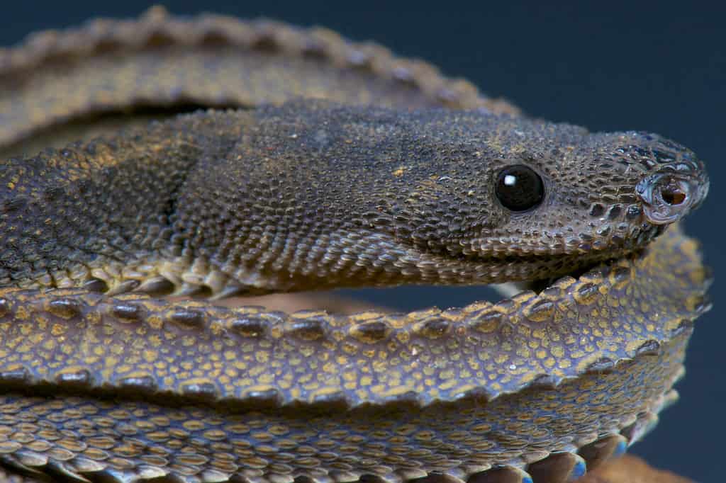 Spiny bush viper Animal Facts  Atheris hispida - A-Z Animals