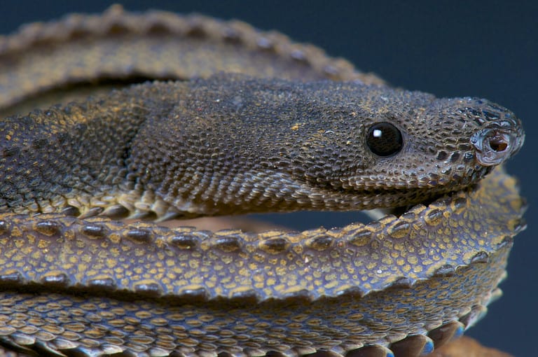 Dragon snake / Xenodermus javanicus