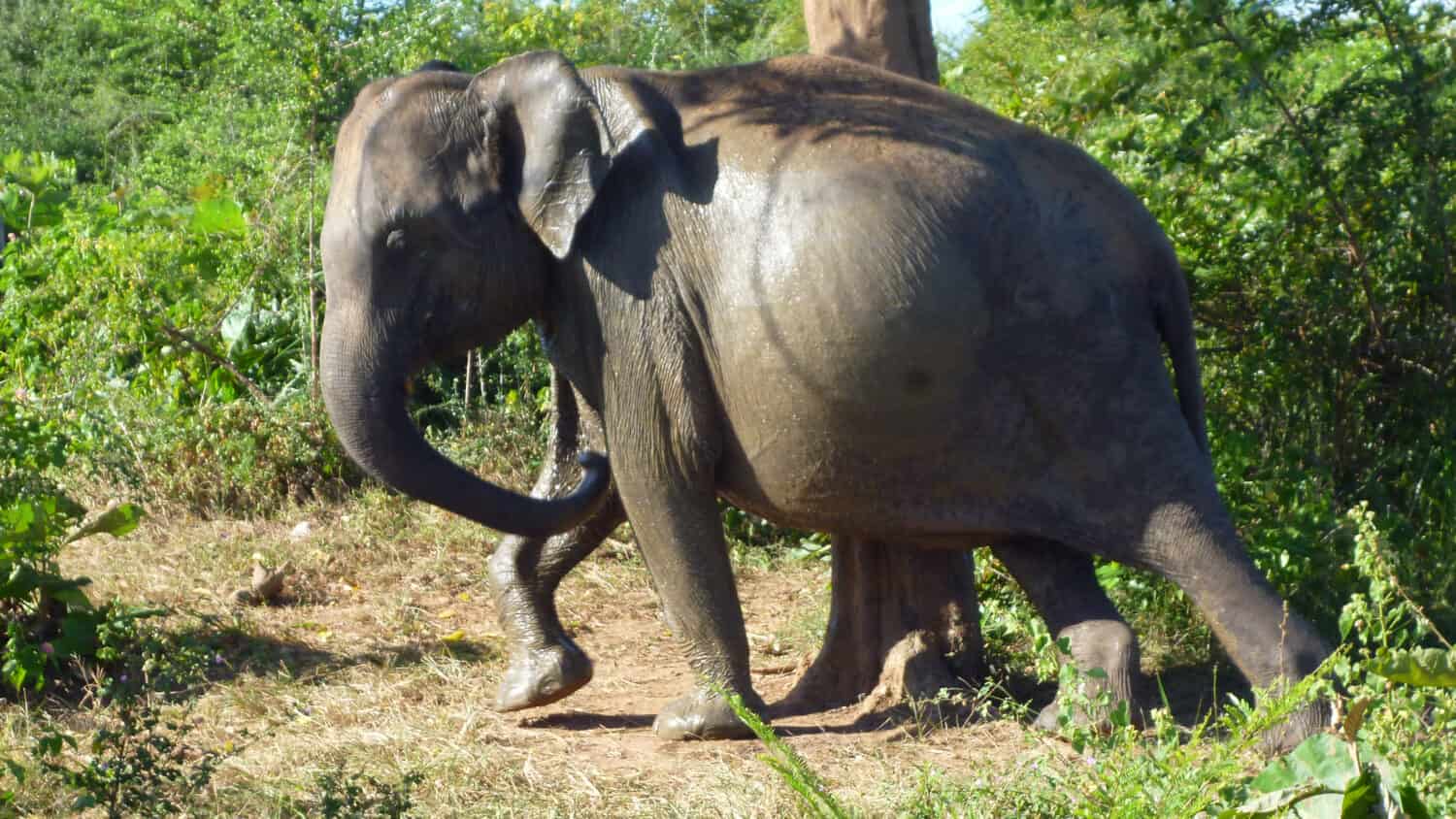 Heavily pregnant elephant in Udawalawa national park