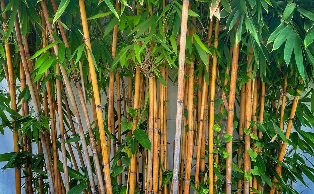 Golden bamboo can be grown in Wisconsin