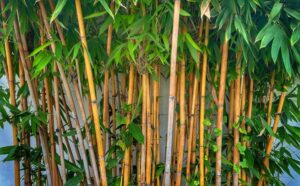 6 Types of Bamboo That Thrive In Georgia photo