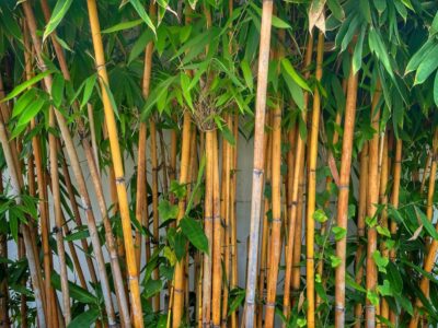 A Bamboo In Nebraska