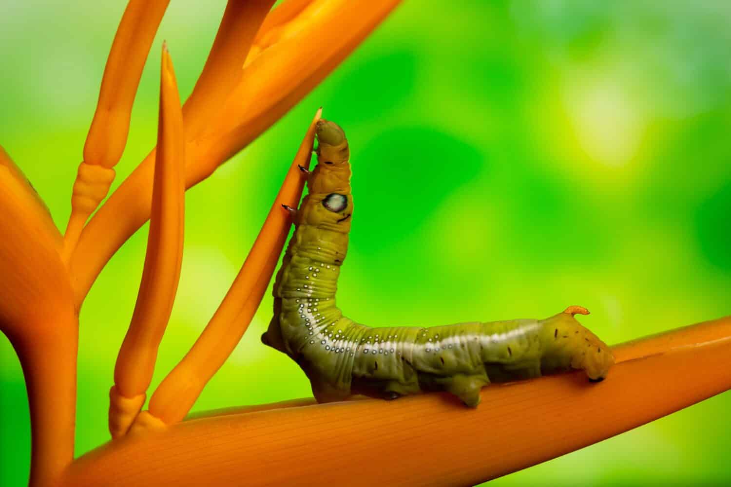 White-lined Sphinx Moth caterpillar (Hyles lineata) klimbe on yellow heliconia over green background