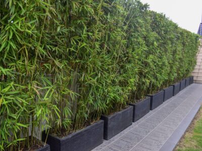 A Bamboo In Washington