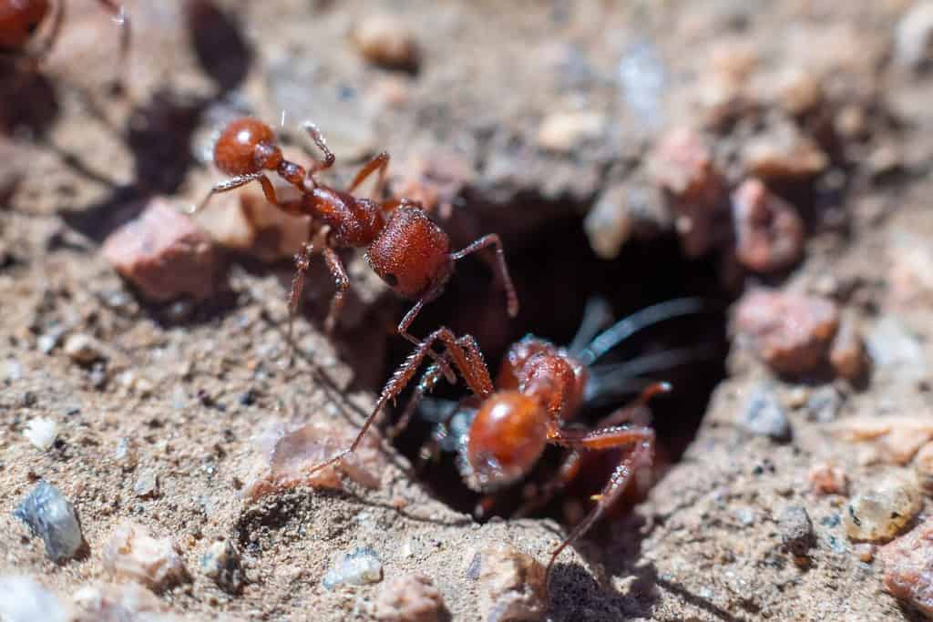 Two harvester ants at the entrance of their home. 