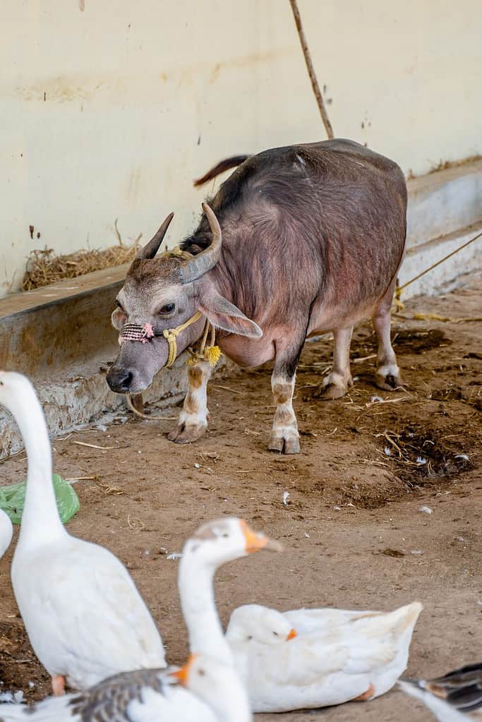 Dwarf Cow one of the smallest varieties of cows in the world.