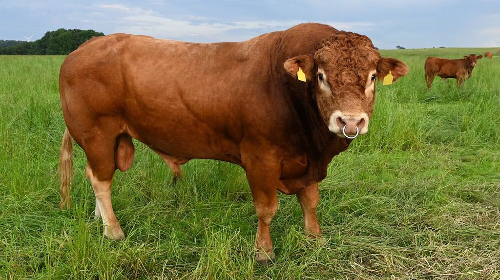 Close up portrait of a magnificent male Limousin cattle standing in a pasture looking straight into the camera