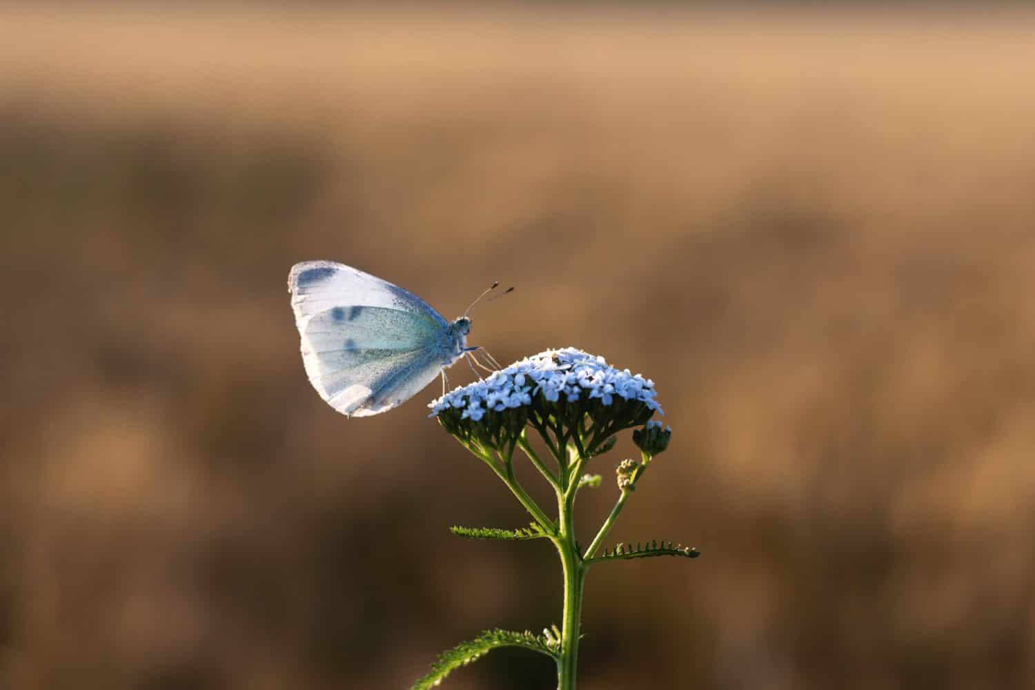 mustard white butterfly sits on a yarrow