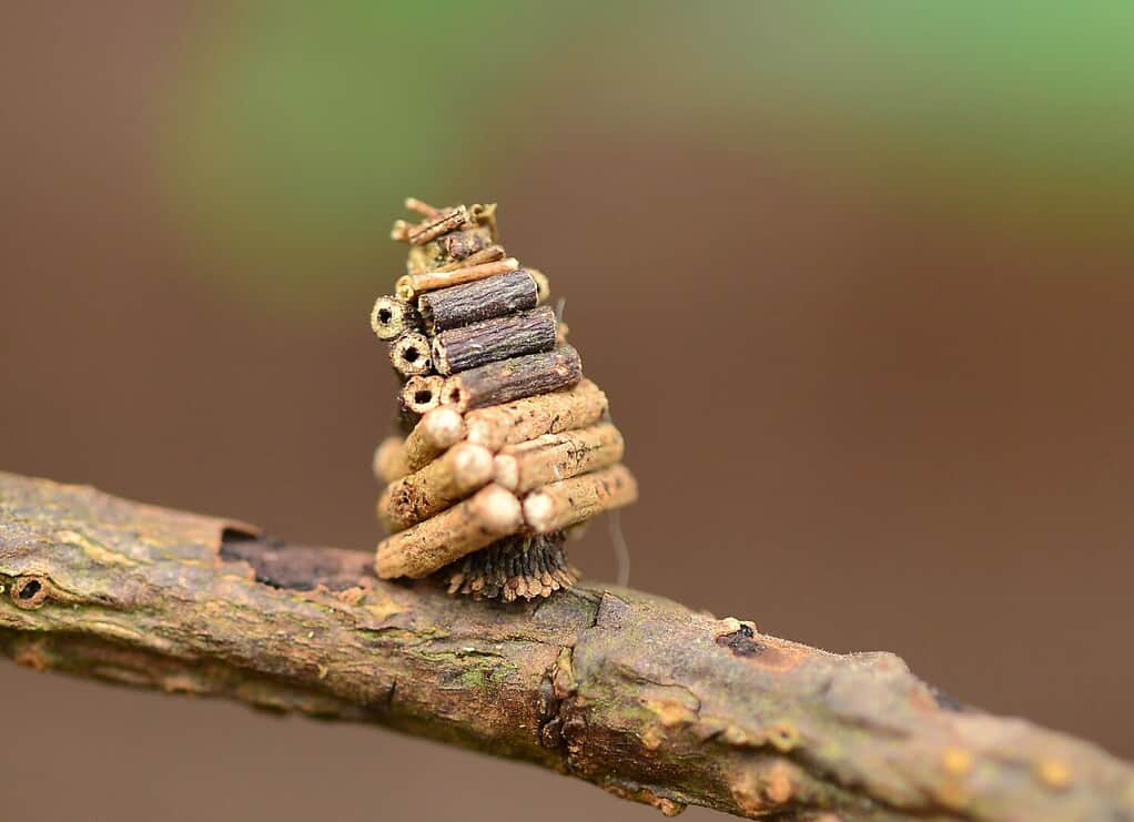 The Bagworm moth caterpillar cuts up pieces of plant to create a home.