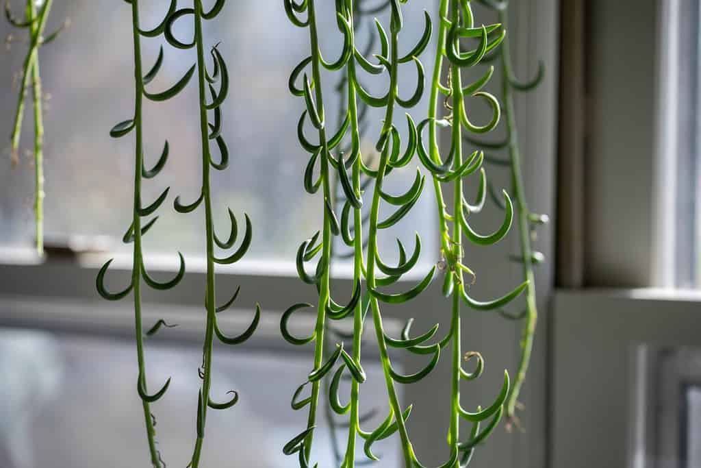 Fish hooks indoor plant hanging in window in the sun.