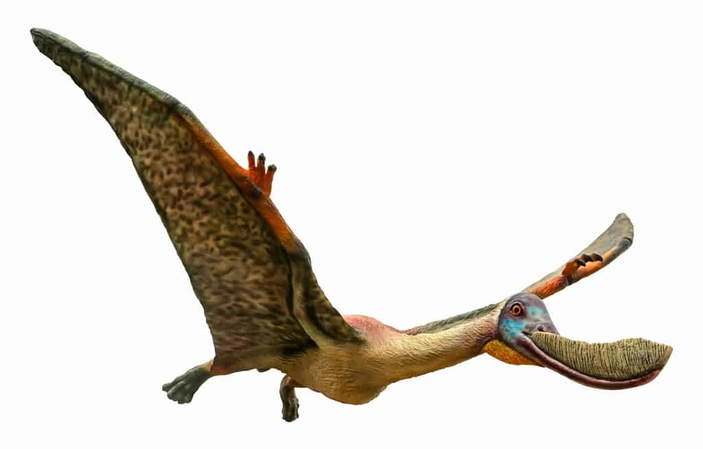 Record claims of pterosaur wingspans and equivalent standing heights