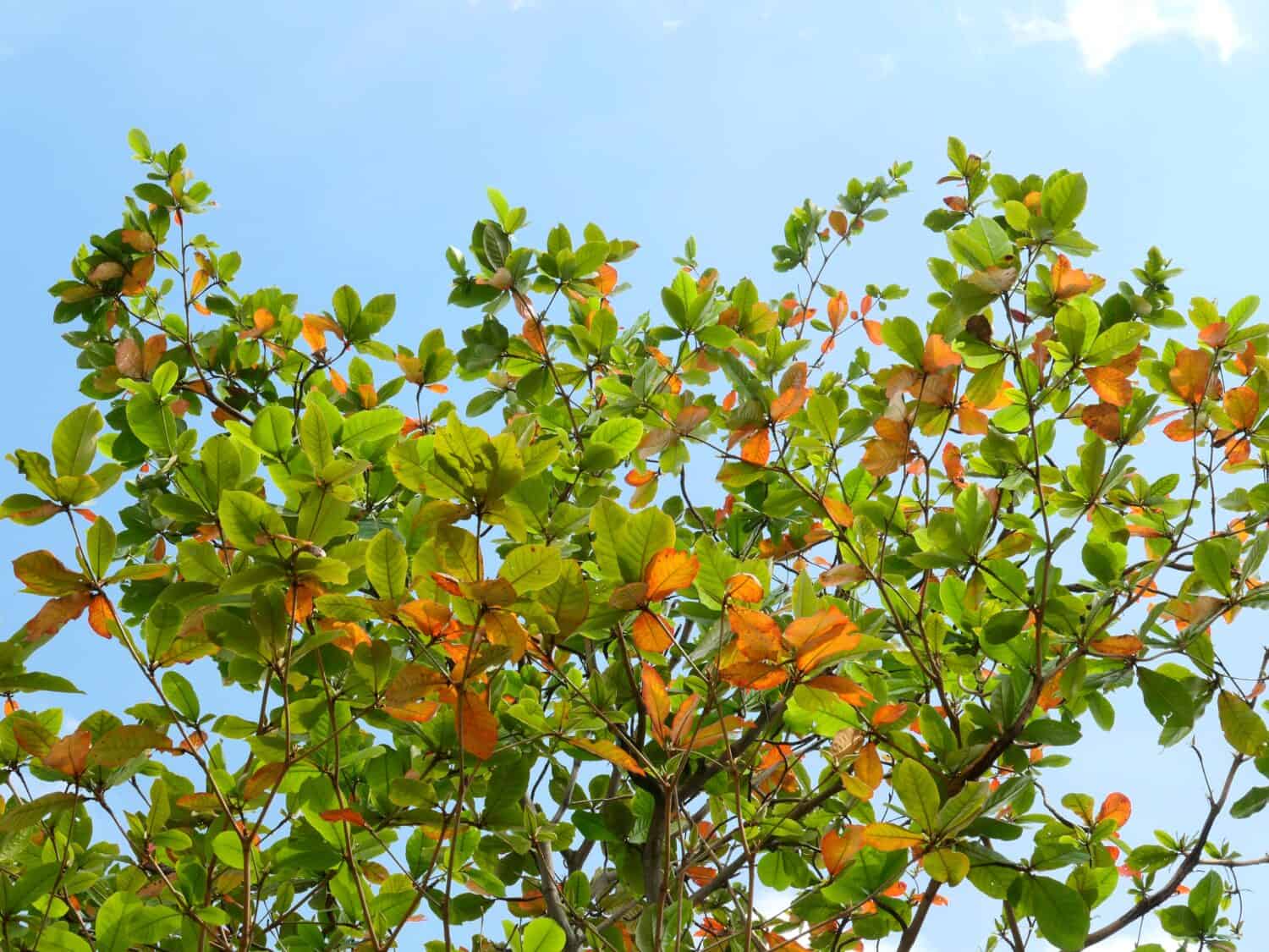 Bengal almond tree ( Terminalia catappa L. ), colorful leaf on tree at autumn season