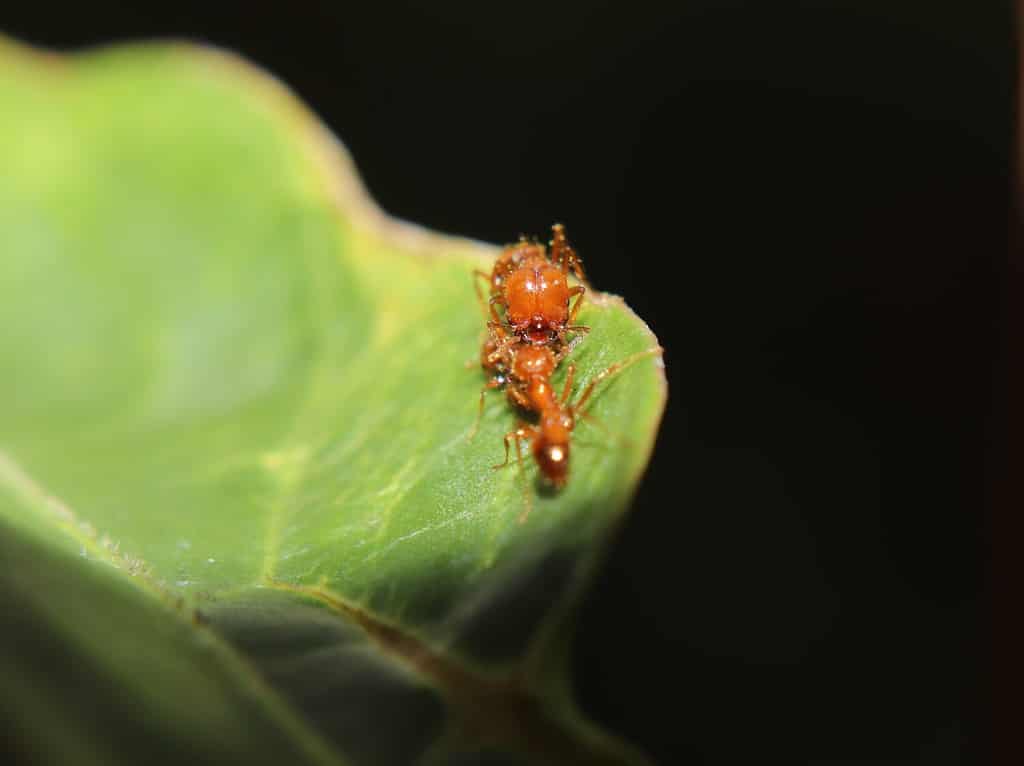 the mother fire ant, with its young on a leaf, is a type of Solenopsis geminata ant that lives in the tropical forests of Indonesia