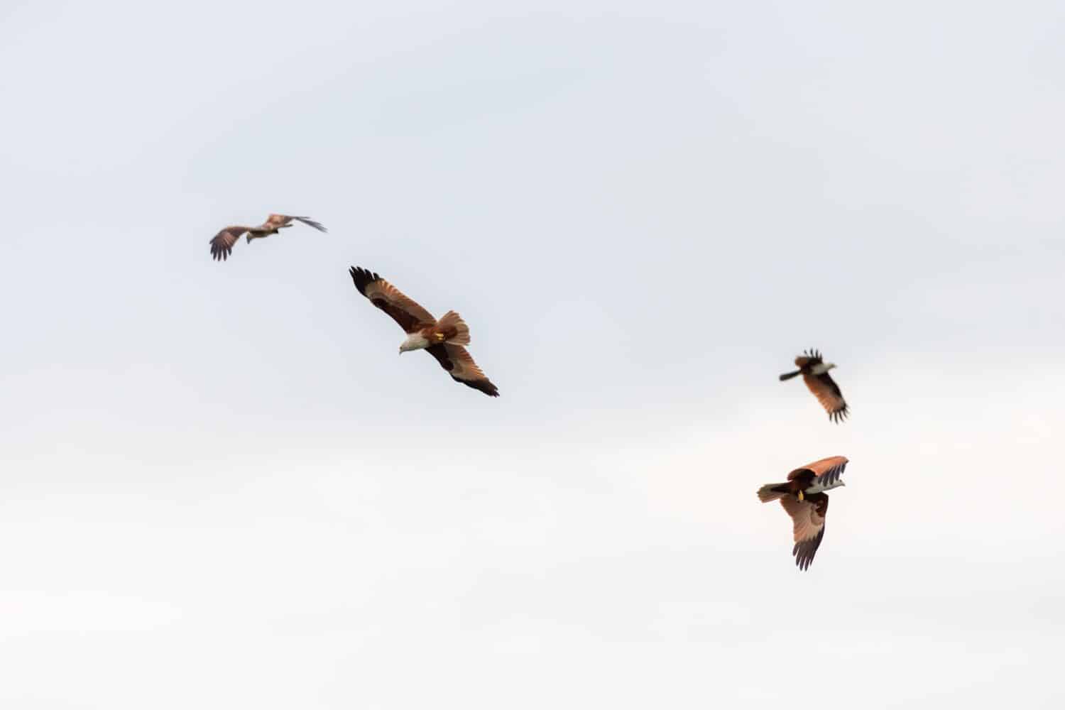 flying hawks