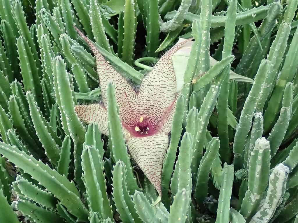 Starfish Cactus growing in the desert