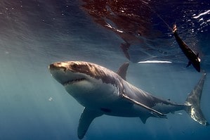 Watch This Fearless Woman Peacefully Feed a Great White Shark Like Its a Puppy Picture