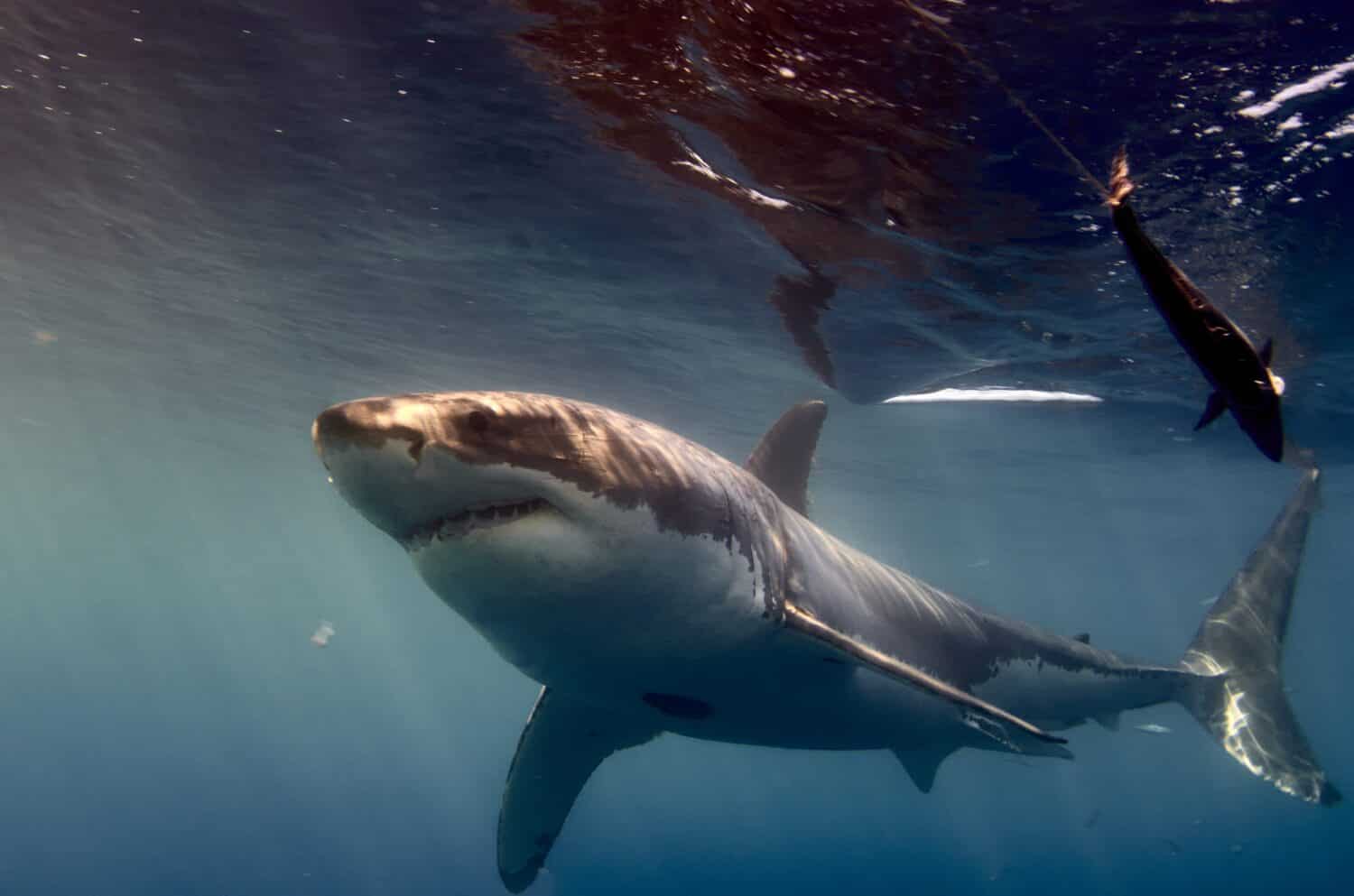 A shot of the beautiful wild great white shark underwater