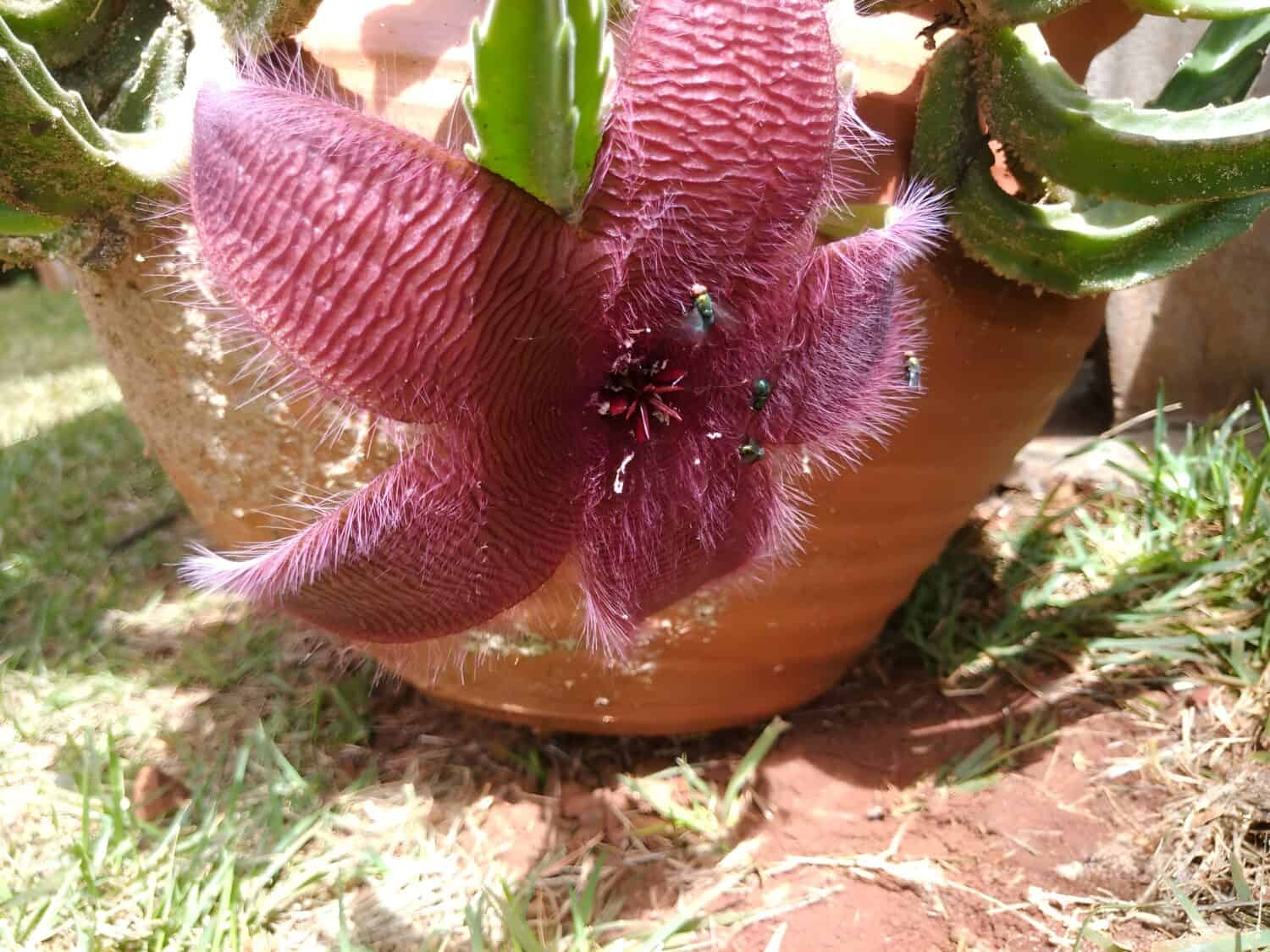 Carrion plant, starfish flower or starfish cactus (Stapelia grandiflora), flower.