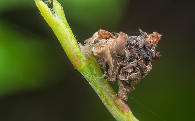 close shot of the dried leaf bagworm moth larvae