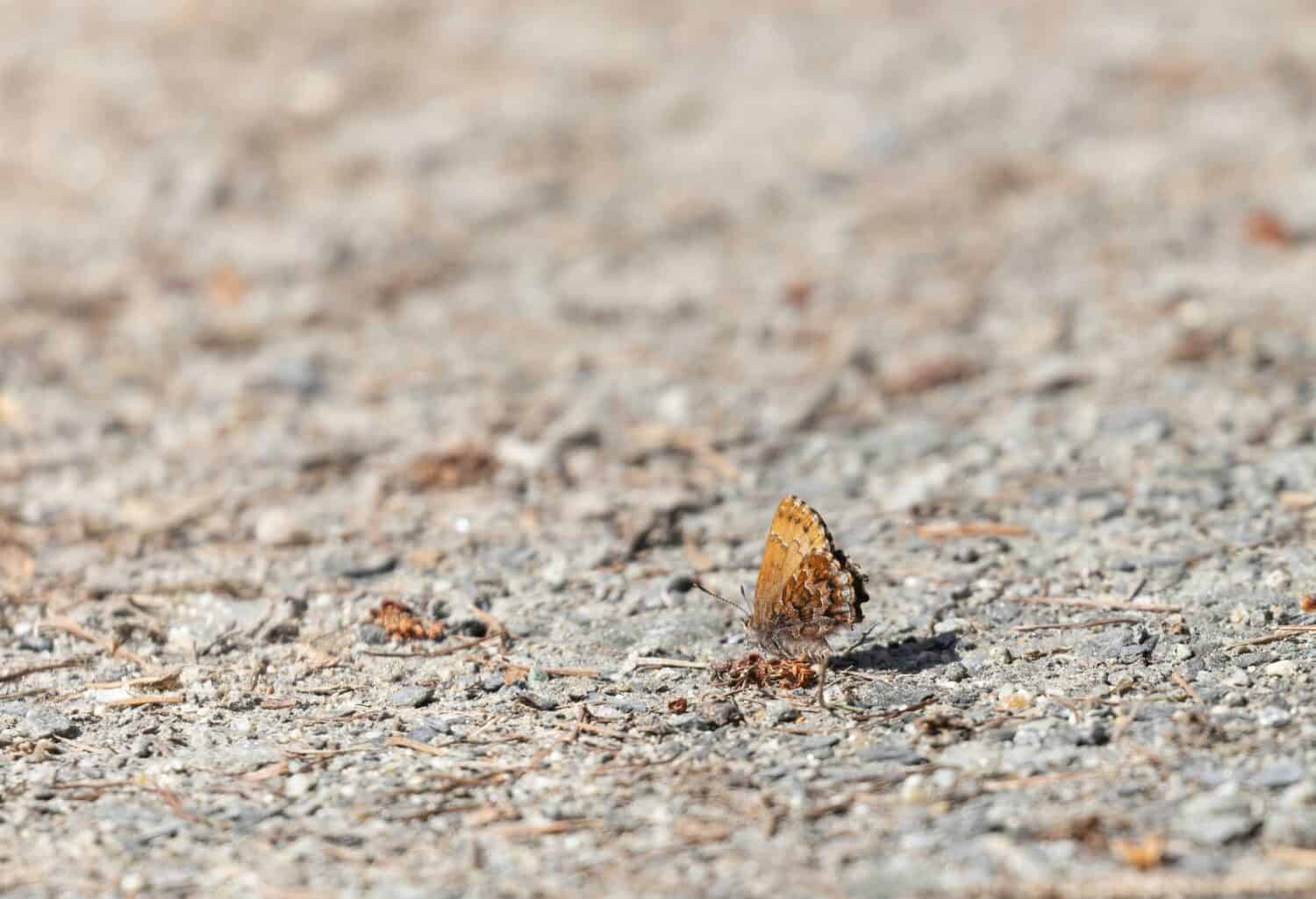 Eastern Pine Elfin on gravel road