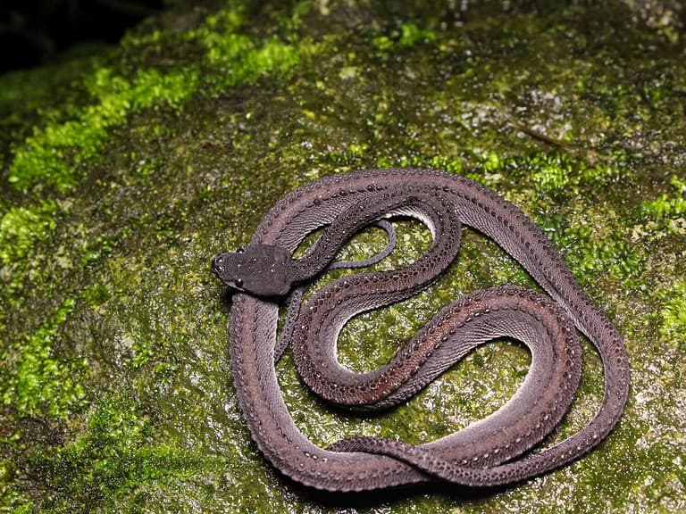 Xenodermus javanicus, also known as the Dragon Snake, Javan Tubercle Snake, Xenodermus javanicus is found in the Malay Peninsula Malaysia, indonesia,Thailand, Myanmar, Sumatra, Java, and Borneo