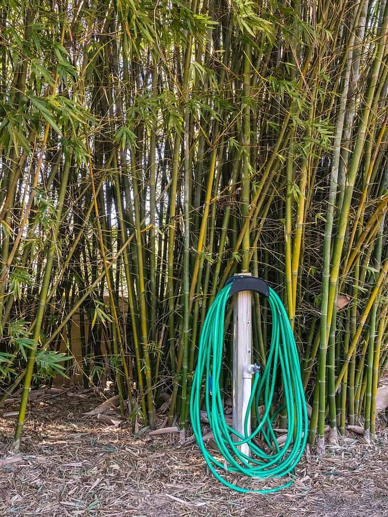 A garden hose is wound around a pipe fitted to a water faucet by a tall hedge of sea breeze bamboo (Binary name: Bambusa malingensis) in an ornamental garden in southwest Florida.  Focus on the front.