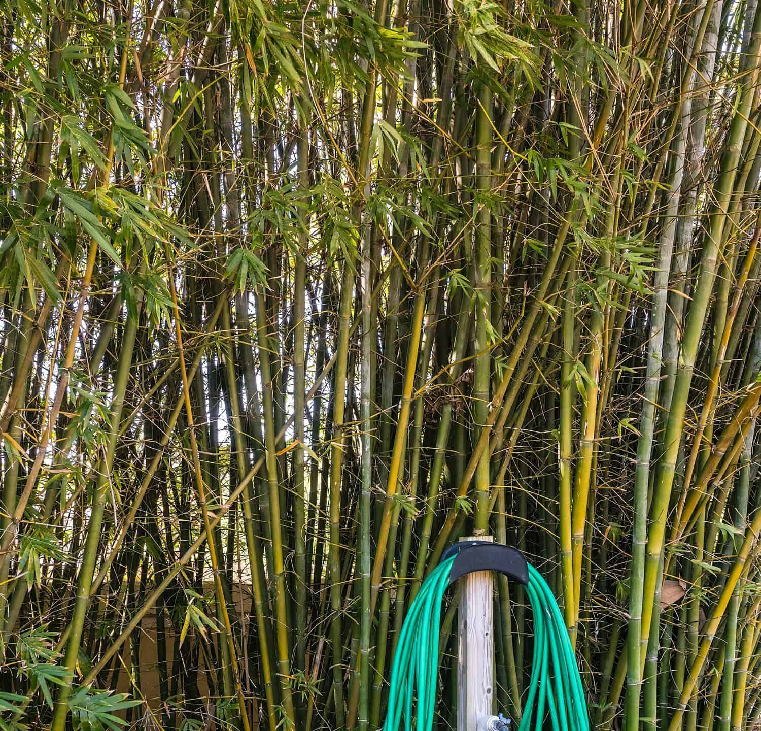 Garden hose coiled around pipe with water faucet by a tall hedge of seabreeze bamboo (binomial name: Bambusa malingensis) in an ornamental garden in southwest Florida. Foreground focus.