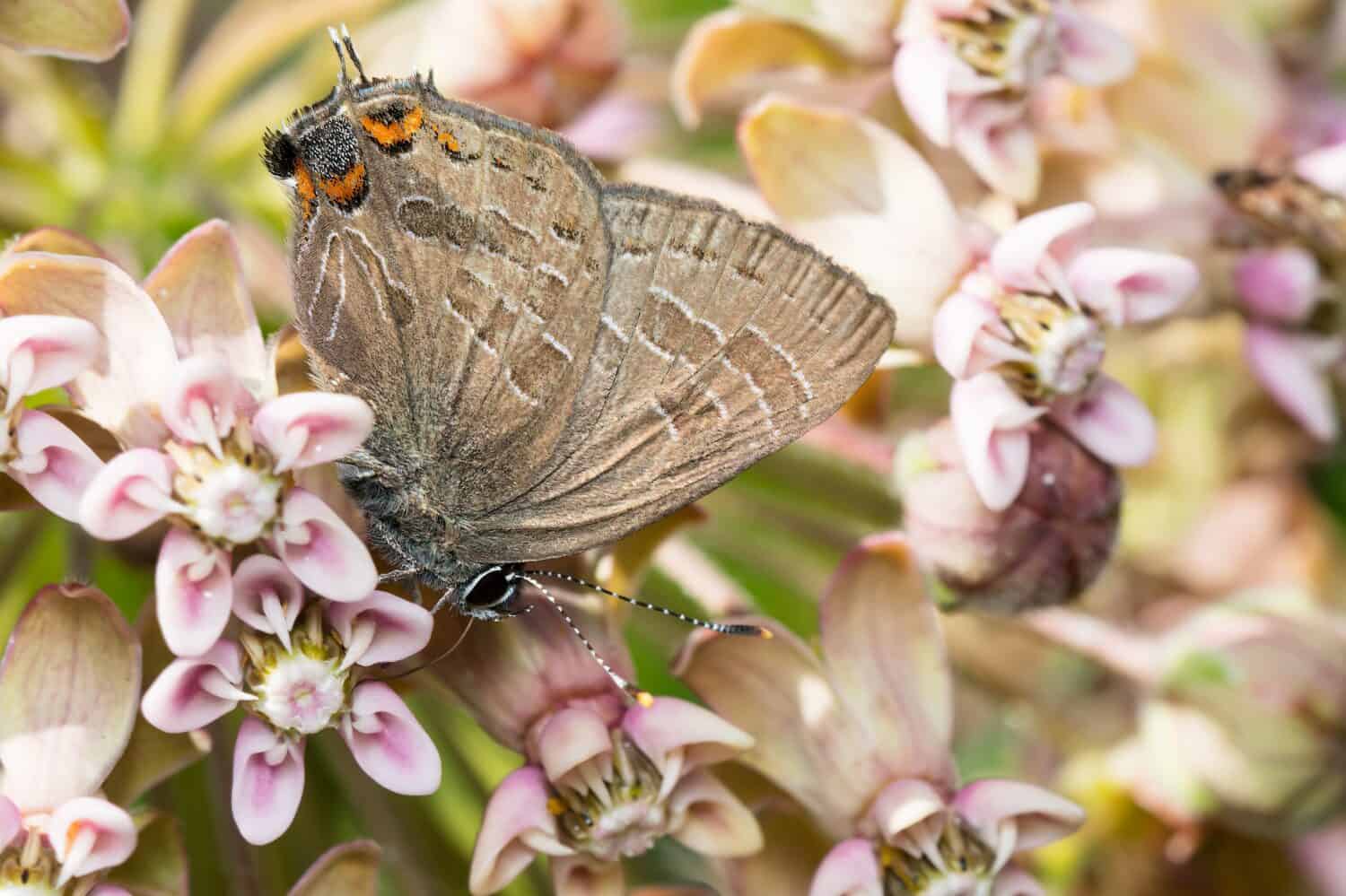 A Striped Hairstreak is collecting nectar from pink Milkweed flowers. Taylor Creek Park, Toronto, Ontario, Canada.
