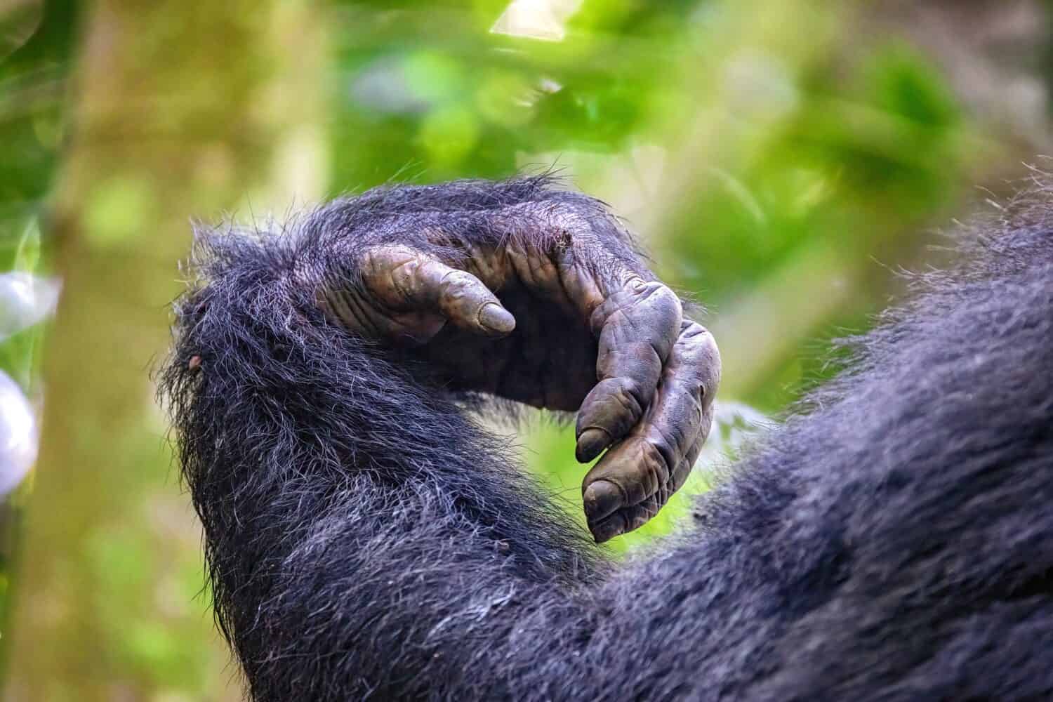 Arm and hand detail of an adult common chimpanzee, pan troglodytes, in Kibale Forest, Uganda A protected area where the endangered chimps are part of a conservation programme.  