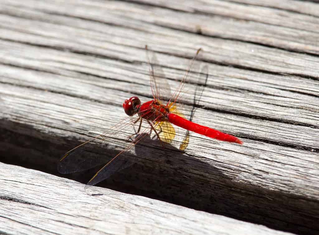 Red dragonflies, also known as Scarlet Percher dragonflies, or Jarloomboo to the Gooniyandi, announce the start of Moonnggoowarla the dry season and cold weather time usually autumn in west Australia