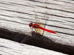 Red Dragonfly Sightings: Spiritual Meaning and Symbolism Picture