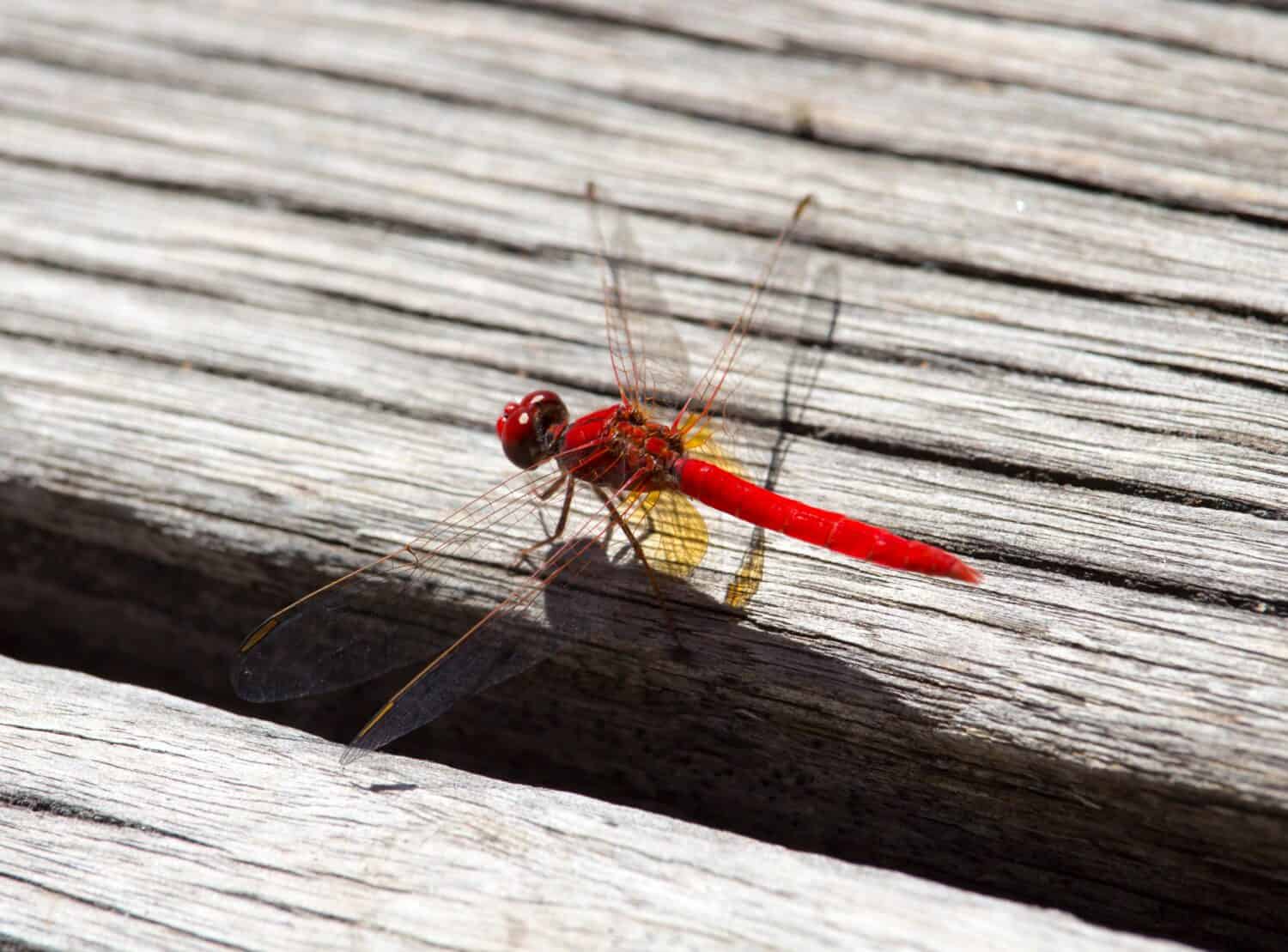 Red dragonflies, also known as Scarlet Percher dragonflies, or Jarloomboo to the Gooniyandi, announce the start of Moonnggoowarla the dry season and cold weather time usually autumn in  west Australia