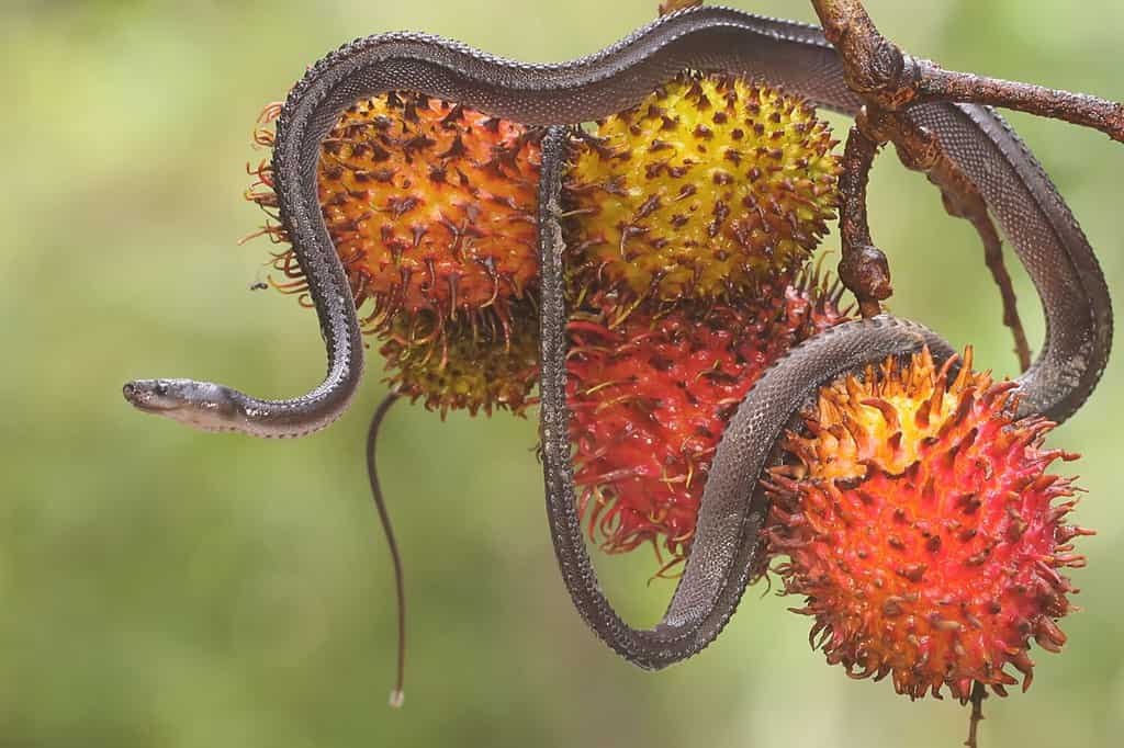 A dragon snake is looking for prey in a bunch of rambutan fruit. This reptile has the scientific name Xenodermus javanicus.