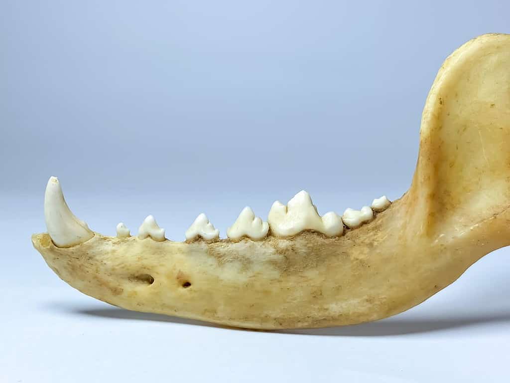 Carnassial Tooth - A-Z Animals