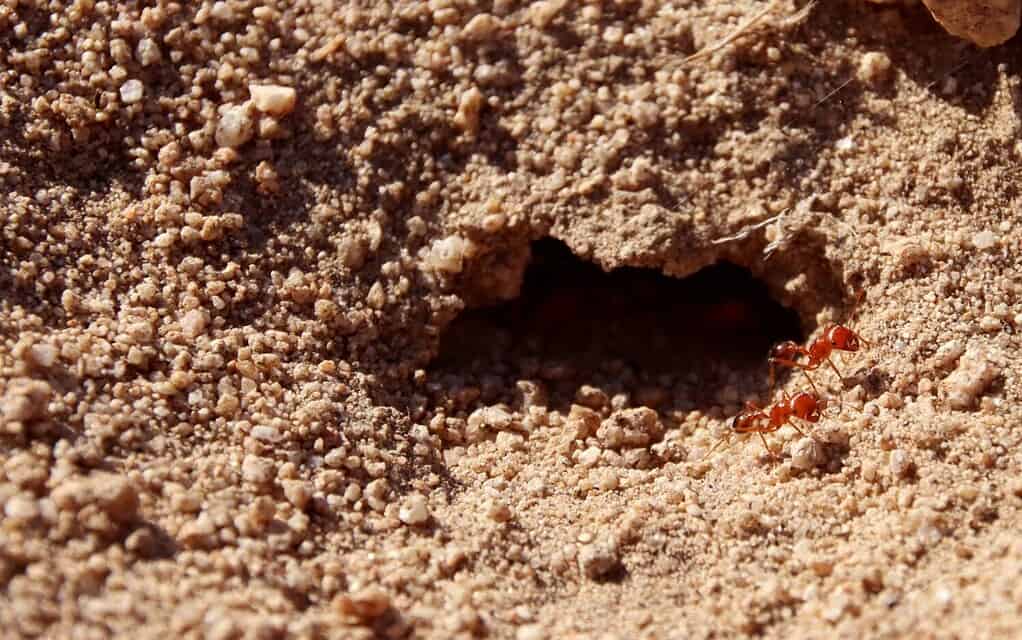 Close up of two red fire ants next to each other guarding entrance of hive sitting front of opening. Macro image of poisonous Solenopsis geminata on dirt ground of Joshua Tree desert in sun heat.