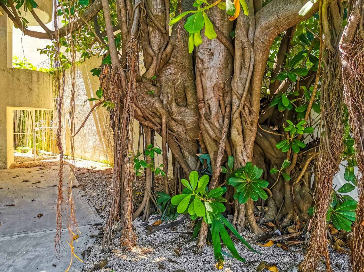 Huge beautiful Ficus maxima Fig tree in Playa del Carmen Quintana Roo Mexico.