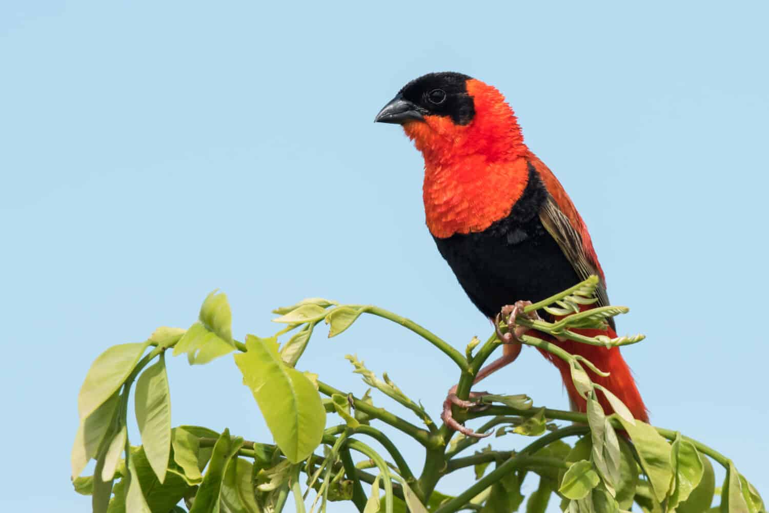 A male Northern Red Bishop (Euplectes franciscanus) in full breeding plumage