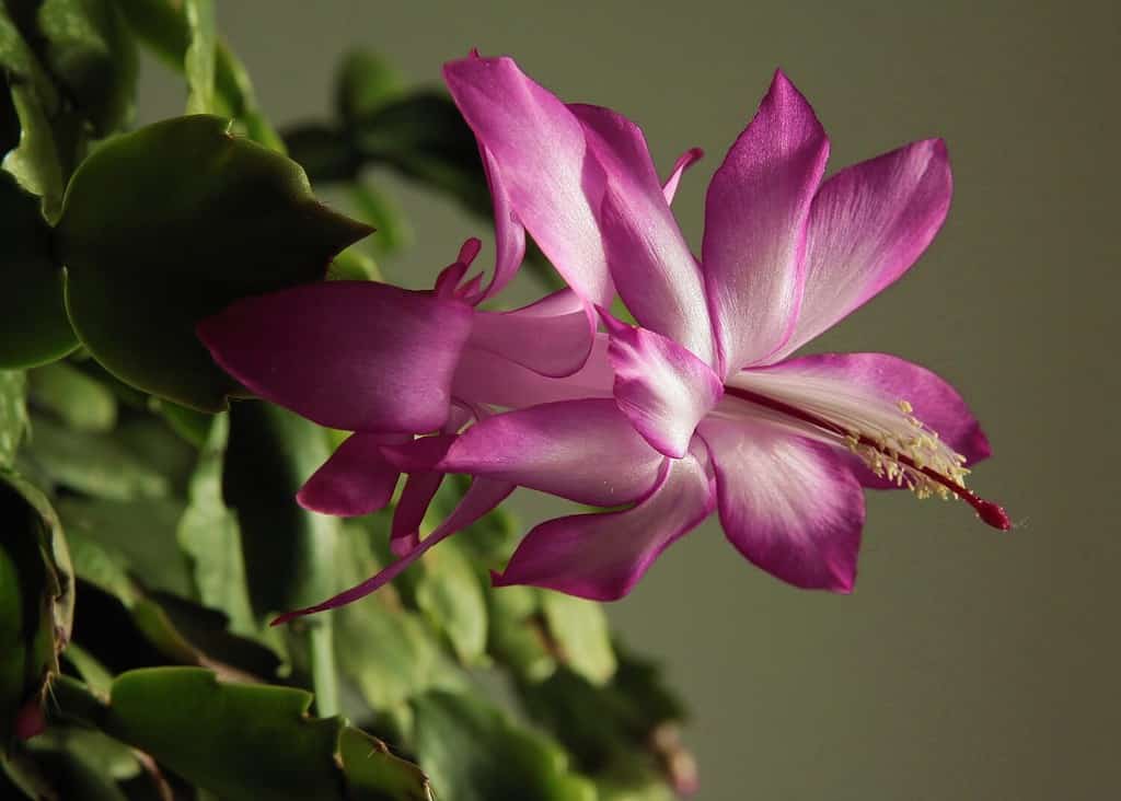 pretty purple and white flower of christmas cactus - schlumbergera house plant