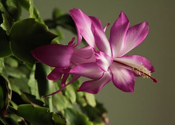 How Often Do You Water a Christmas Cactus? 12 Critical Care Tips - A-Z ...