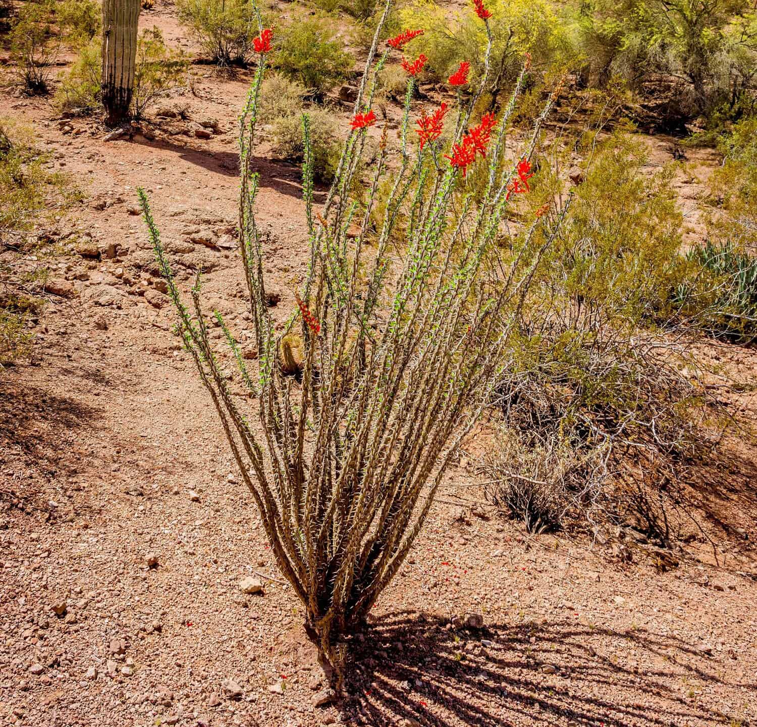 A blooming ocotillo cactus with saguaro cactus and mountain
