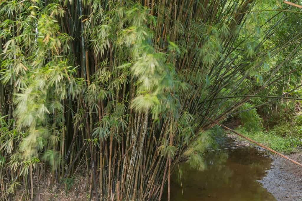 Bamboo grove on the edge of the creek.