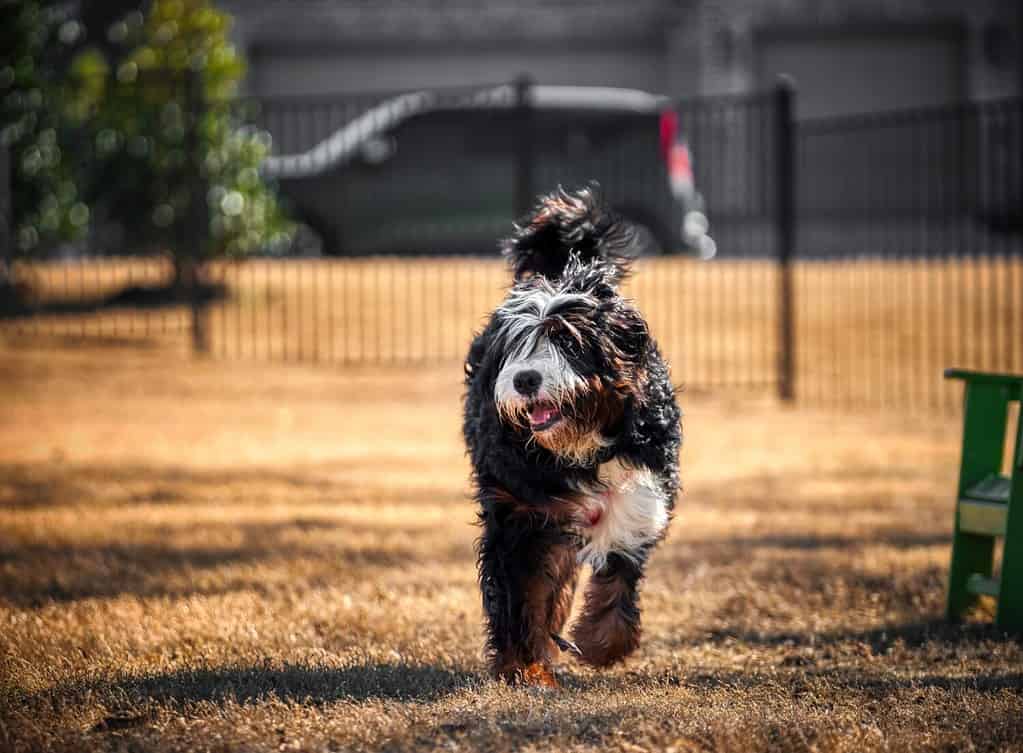 bernedoodle playing at the park