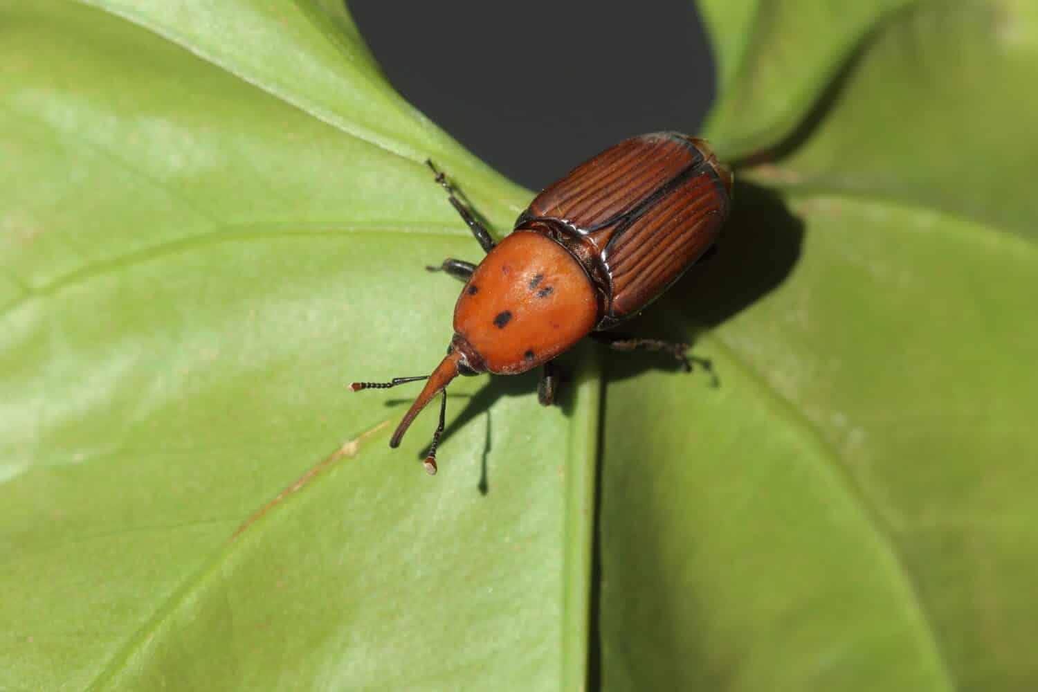Rhynchophorus ferrugineus also known as red palm weevil, Asian palm weevil or sago palm weevil